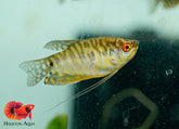 Gold Gourami Snakin